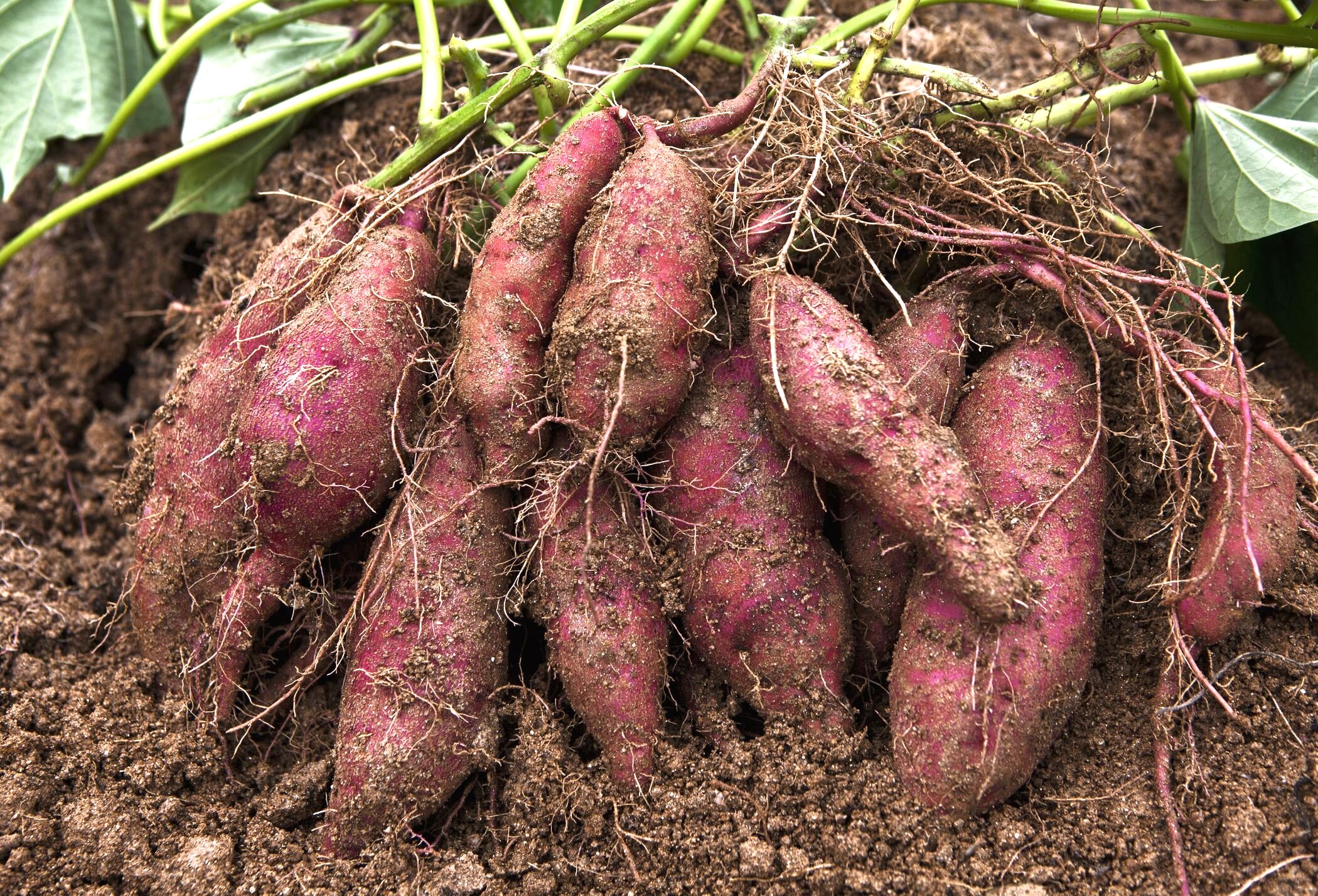 Sweet Potato : सर्दियों में रोजाना करे शकरकंद का प्रयोग जाने इसके अद्भुत लाभ