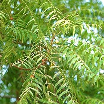 Neem :आयुर्वेद की चमत्कारी औषधि, सेहत के लिए वरदान